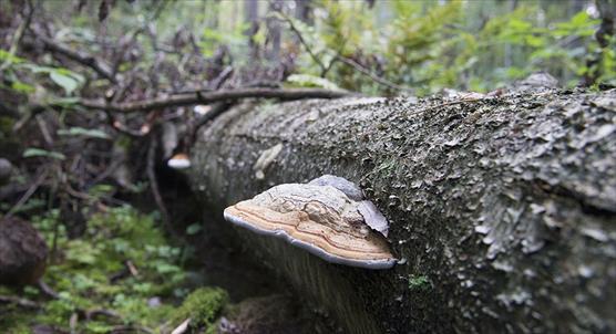 Kääpä lahopuulla